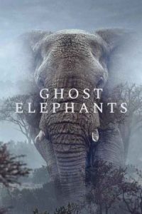 Ghost Elephants 2025 فیل های ارواح
