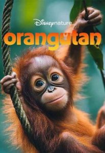 Orangutan 2026 اورانگوتان